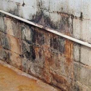 Moldy Wall Mold growth on block wall